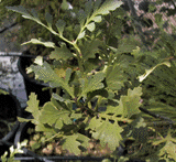 Phyllocladus trichomanoides