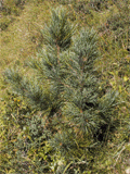 Pinus cembra