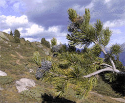 Pinus cembra
