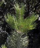 Pinus cembroides