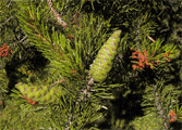 Pinus contorta