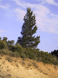 Pinus halepensis