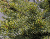 Pinus kwangtungensis