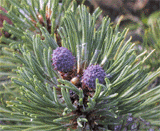 Pinus mugo