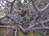Pinus mugo