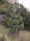 Pinus nigra calabrica