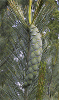 Pinus peuce