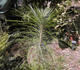 Pinus roxburghii