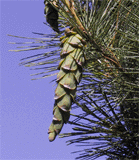 Pinus strobus