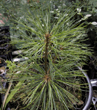 Pinus ayacahuite veitchii