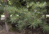 Pseudotsuga japonica