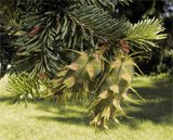 Pseudotsuga menziesii glauca