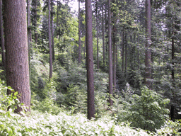 Pseudotsuga menziesii