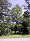 Taxodium distichum