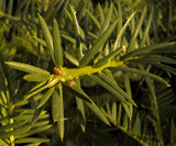 Torreya taxifolia