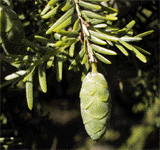Tsuga canadensis