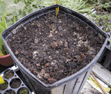 Welwitschia mirabilis