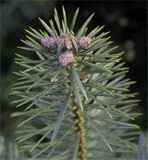 Abies cephalonica