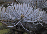 Abies concolor