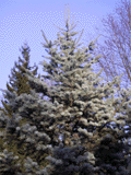 Abies concolor