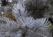 Abies concolor