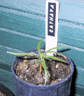 Cathaya argyrophylla