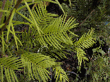 Cephalotaxus harringtonii