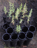 Cupressus abramsiana seedlings