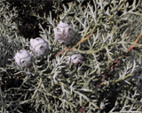 Cupressus x leylandii
