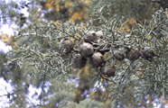 Cupressus arizonica