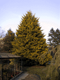 Cupressus macrocarpa