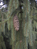 Picea abies