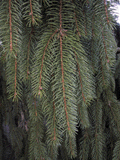 Picea abies