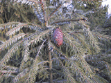 Picea likiangensis