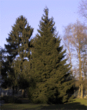 Picea orientalis