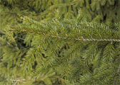 Picea orientalis