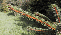 Picea species