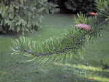 Pinus contorta contorta