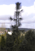 Pinus hartwegii