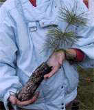 Pinus koraiensis seedling