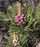 Pinus pungens