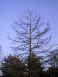 Taxodium distichum