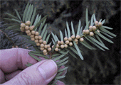 Taxus baccata