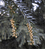 Taxus baccata