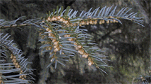 Taxus baccata