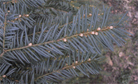 Taxus baccata