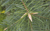Abies bracteata