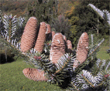 Abies koreana