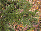 Abies recurvata