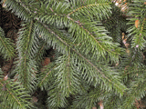 Abies recurvata